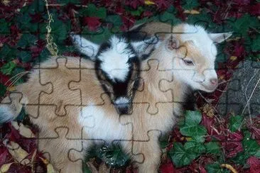 128 jigsaw puzzle