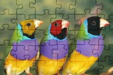 PÃ¡ssaros jigsaw puzzle