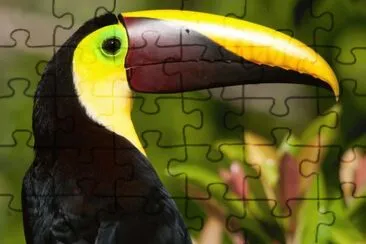 Tucano jigsaw puzzle