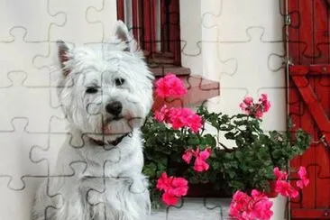 mascota jigsaw puzzle