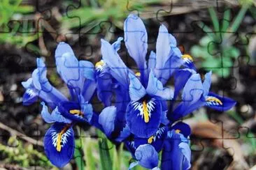fleurs: iris jigsaw puzzle