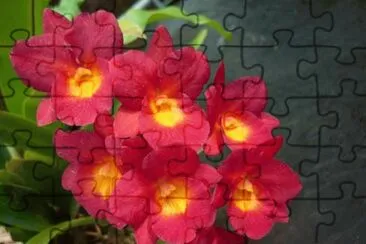 orquidea