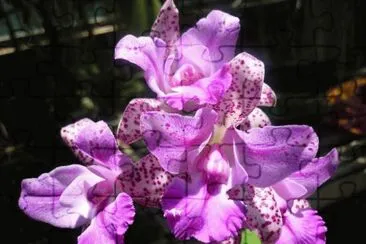 orquidea
