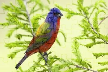 PAJARITO