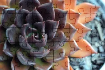 MARSU jigsaw puzzle
