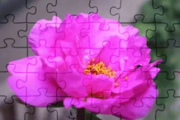 MARSU jigsaw puzzle