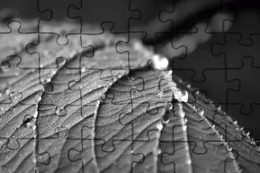 MARSU jigsaw puzzle