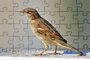 פאזל של MARSU
