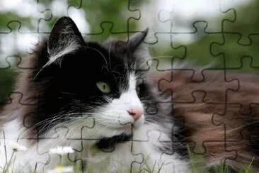 MARSU jigsaw puzzle