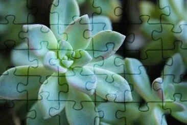 MARSU jigsaw puzzle