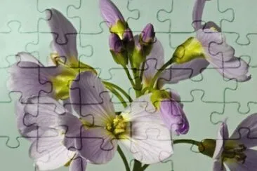 MARSU jigsaw puzzle
