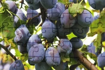 פאזל של MARSU
