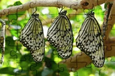 MARSU jigsaw puzzle