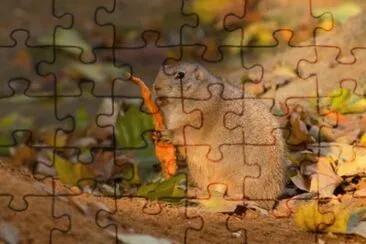 MARSU jigsaw puzzle