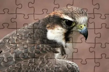 MARSU jigsaw puzzle