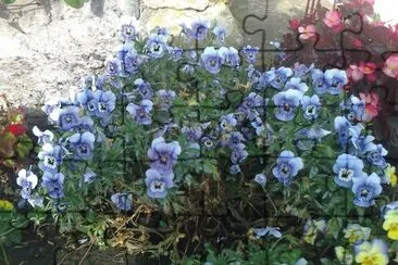 flores jigsaw puzzle