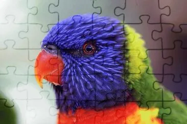 Parrot