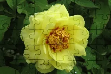 ç‰¡ä¸¹èŠ±