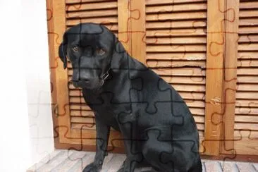 Igor jigsaw puzzle