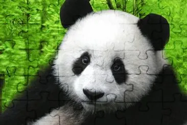 Young Panda