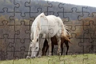MARSU jigsaw puzzle