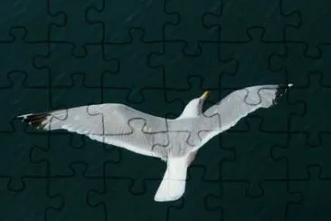 MARSU jigsaw puzzle