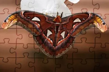 MARSU jigsaw puzzle