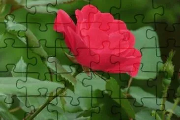 MARSU jigsaw puzzle