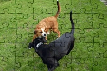 MARSU jigsaw puzzle