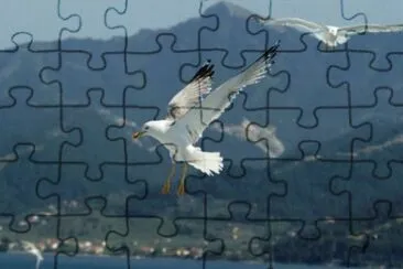 MARSU jigsaw puzzle