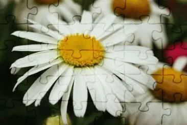 MARSU jigsaw puzzle