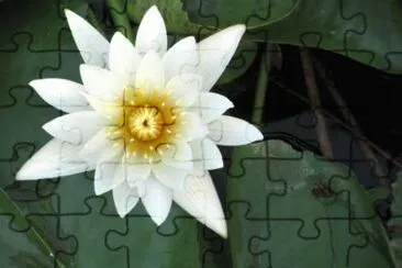 MARSU jigsaw puzzle