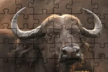 MARSU jigsaw puzzle