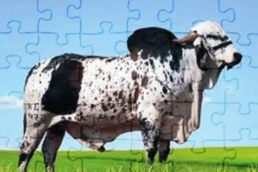 Touro jigsaw puzzle
