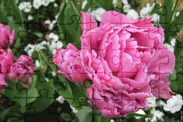 פאזל של fleurs: pivoine