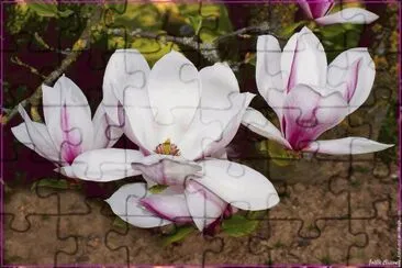 fleurs: magnolia jigsaw puzzle