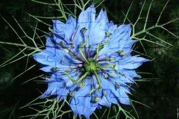 fleurs: nigelle bleue