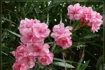 פאזל של fleurs: laurier rose