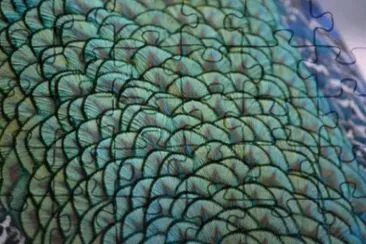 MARSU jigsaw puzzle