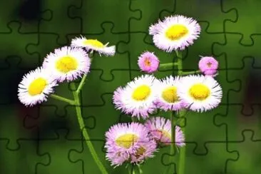 MARSU jigsaw puzzle