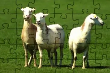 MARSU jigsaw puzzle