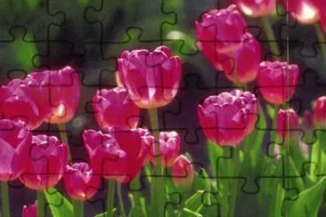 Tulipans