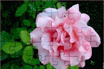 fleurs: rose jigsaw puzzle