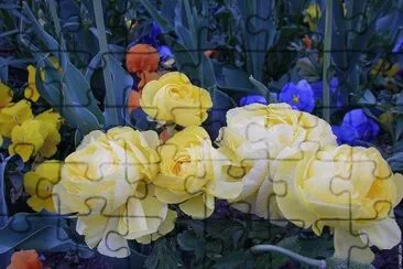 fleurs: renoncules