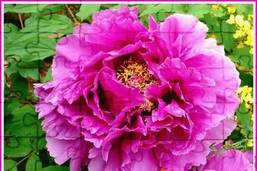 fleurs: pivoine