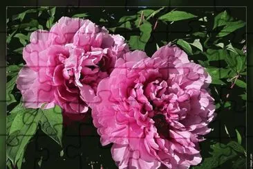 fleurs: pivoines jigsaw puzzle