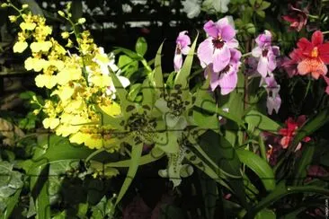 fleurs: orchidees jigsaw puzzle