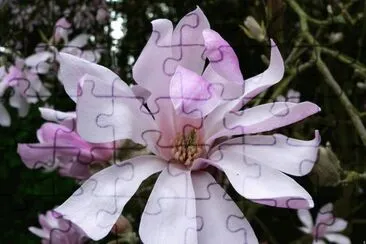 fleurs: magnolia