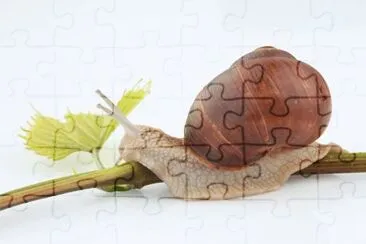 MARSU jigsaw puzzle