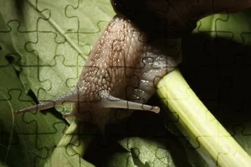 MARSU jigsaw puzzle